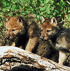 wolf pups